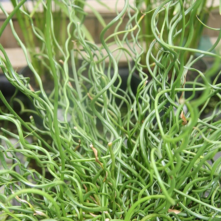 Plant Database
