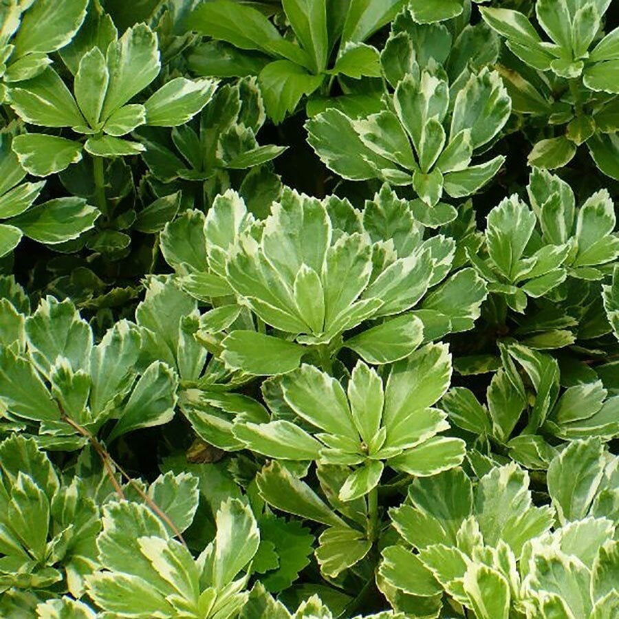 plant lupines Lupinus succulentus